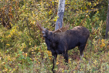 Bull Moose in Autumn in Grand Teton National Park Wyoming