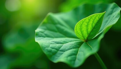 The gentle curves of a leaf evoke a sense of serenity and peace, peaceful, soothing