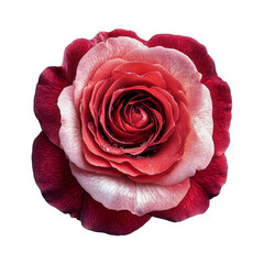 red and white rose blossom close-up