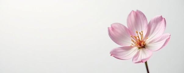Delicate flower with soft petals on white background, blossom, delicate