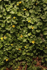 Lesser Celandine Buttercups Flowers Flower bed Green Leaves Nature Background