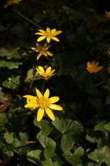 Lesser Celandine Buttercups Flowers Flower bed Green Leaves Nature Background