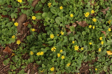 Lesser Celandine Buttercups Flowers Flower bed Green Leaves Nature Background