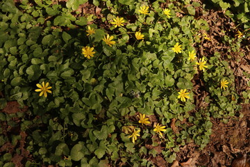 Lesser Celandine Buttercups Flowers Flower bed Green Leaves Nature Background