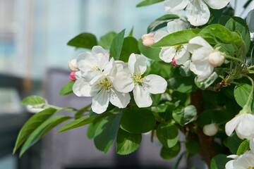 Blüten eines Apfelbaum Bonsai auf einem Balkon im Frühling