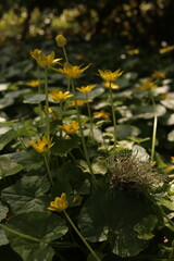 Lesser Celandine Buttercups Flowers Flower bed Green Leaves Nature Background