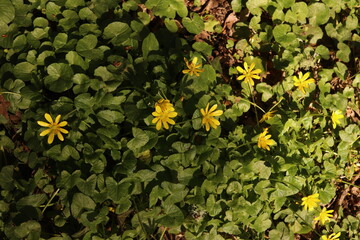 Lesser Celandine Buttercups Flowers Flower bed Green Leaves Nature Background