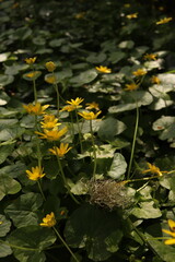 Lesser Celandine Buttercups Flowers Flower bed Green Leaves Nature Background