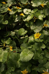 Lesser Celandine Buttercups Flowers Flower bed Green Leaves Nature Background