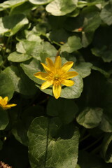 Lesser Celandine Buttercups Flowers Flower bed Green Leaves Nature Background