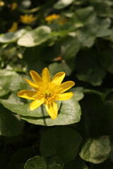 Lesser Celandine Buttercups Flowers Flower bed Green Leaves Nature Background