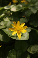Lesser Celandine Buttercups Flowers Flower bed Green Leaves Nature Background
