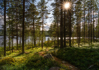 Sunlight shines through pine tree branches illuminating a winding path leading to a tranquil lake. Lush forest floor with blueberry bushes and moss. Nordic summer holiday destination for Nature Lovers