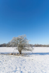 Winterlandschaft im Stadtpark Rotehorn in Magdeburg mit einem Weißdorn, Crataegus monogyna, im...