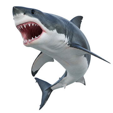 great white shark
