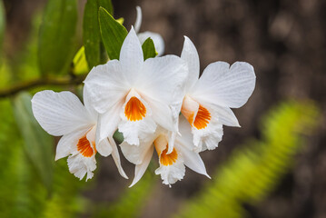Dendrobium scabrilingue Lindl, Beautiful rare wild orchids in tropical forest of Thailand.