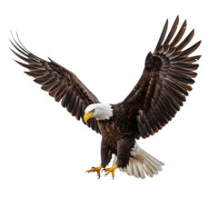 bald eagle in flight