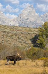 Bull Moose in Autumn in Grand Teton National Park Wyoming
