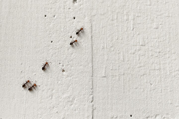 Small ants traversing a concrete wall, exhibiting natural behavior in a vertical arrangement. The...