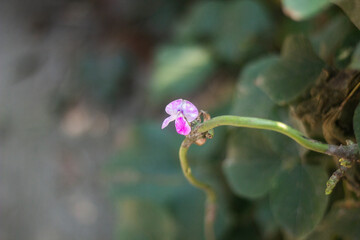 many green tree leaf and purple coloer folower and background blur