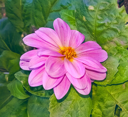 The image shows a dahlia flower with large pink petals