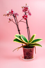 Variegated orchid on pink background. Purple orchid. Space for text. Exotic plants