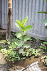 A guava tree and background blur