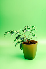 Houseplants. Ficus benjamina on a green background