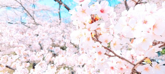 桜の写真