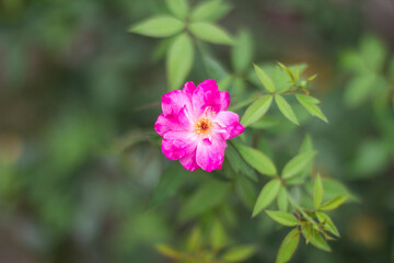 Rose flower tree and green background
