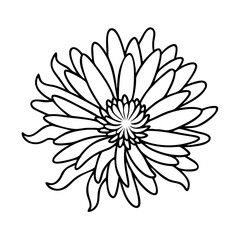 Fototapeta premium aster flower icon, aster flower vector illustration-simple illustration of aster flower, perfect for aster flower logos and icons