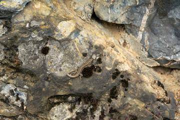 Rough stone texture of rock in nature, with a lizard sitting in the middle of it, getting some sun.