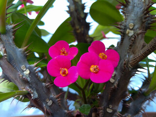 Pink crown of thorns flowers blooming on sharp thorny stem with green leaves in closeup view under natural light