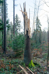Broken tree in the forest, with fragments lyingi on the ground.