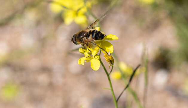 Close-up of Bee or Hoverfly Pollinating a Yellow Flower