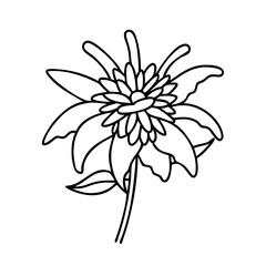 bee balm flower icon, bee balm flower vector illustration-simple illustration of bee balm flower, perfect for bee balm flower logos and icons