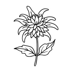 bee balm flower icon, bee balm flower vector illustration-simple illustration of bee balm flower, perfect for bee balm flower logos and icons