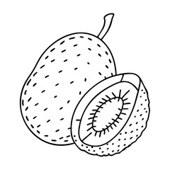 breadfruit icon, breadfruit vector illustration-simple illustration of breadfruit, perfect for breadfruit logos and icons