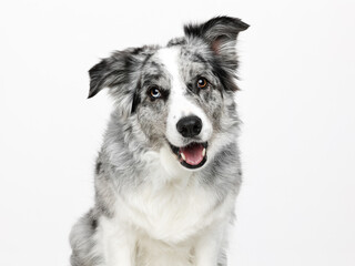 Young adult blue merle Border Collie sitting up, looking towards camera, panting, isolated on white