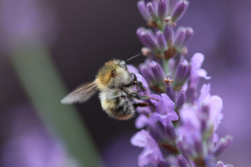 Wild bee on a lavender flower, purple background, wings of the bee, small hairs of the wild bee, close-up insect