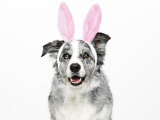 Head shot of an attentive blue merle Border Collie with bunny ears sitting up, looking towards camera, panting,  isolated on white
