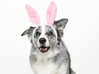 Head shot of an attentive blue merle Border Collie with bunny ears sitting up, looking towards camera, panting,  isolated on white