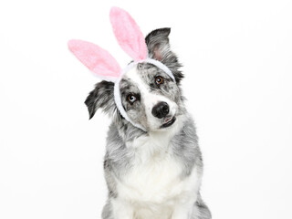 Head shot of an attentive blue merle Border Collie with bunny ears sitting up, looking towards camera, tilted head, isolated on white