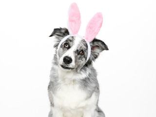 Head shot of an attentive blue merle Border Collie with bunny ears sitting up, looking towards camera, tilted head, isolated on white