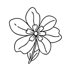 creeping phlox flower icon, creeping phlox flower vector illustration-simple illustration of creeping phlox flower, perfect for creeping phlox flower logos and icons