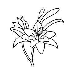 crocosmia flower icon, crocosmia flower vector illustration-simple illustration of crocosmia flower, perfect for crocosmia flower logos and icons