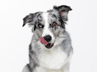 Head shot of an attentive blue merle Border Collie licking nose, sitting up, looking towards camera, isolated on white