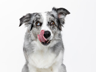Head shot of an attentive blue merle Border Collie licking nose, sitting up, looking towards camera, isolated on white