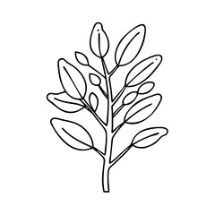 eucalyptus tree icon, eucalyptus tree vector illustration-simple illustration of eucalyptus tree, perfect for eucalyptus tree logos and icons