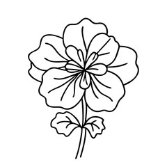 geranium flower icon, geranium flower vector illustration-simple illustration of geranium flower, perfect for geranium flower logos and icons